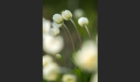 Großes Windröschen (Anemone sylvestris)