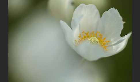 Großes Windröschen (Anemone sylvestris)