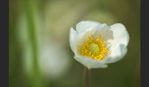 Großes Windröschen (Anemone sylvestris)