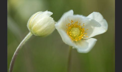 Großes Windröschen (Anemone sylvestris)