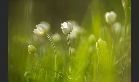 Großes Windröschen (Anemone sylvestris)