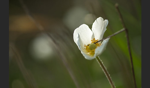 Großes Windröschen (Anemone sylvestris)