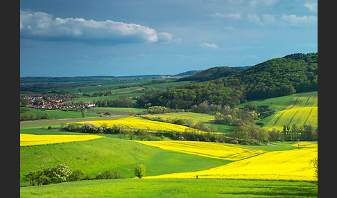 Raps (Brassica napus)