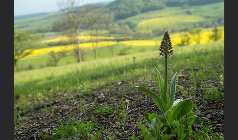 Purpur-Knabenkraut (Orchis purpurea)