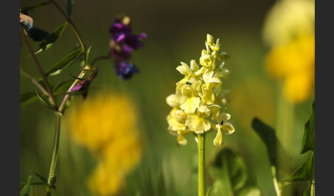 Blasses Knabenkraut (Orchis pallens)