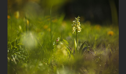 Blasses Knabenkraut (Orchis pallens)