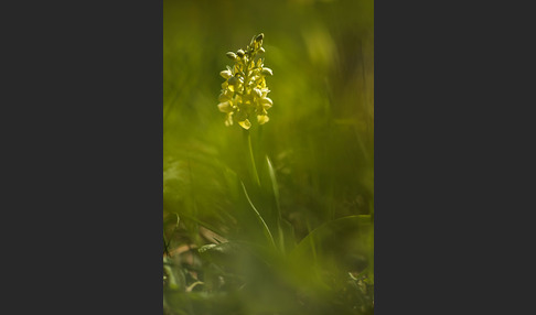 Blasses Knabenkraut (Orchis pallens)