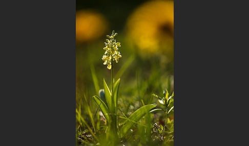 Blasses Knabenkraut (Orchis pallens)