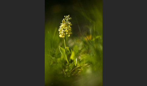 Blasses Knabenkraut (Orchis pallens)