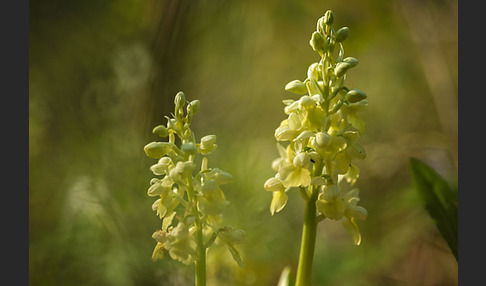 Blasses Knabenkraut (Orchis pallens)