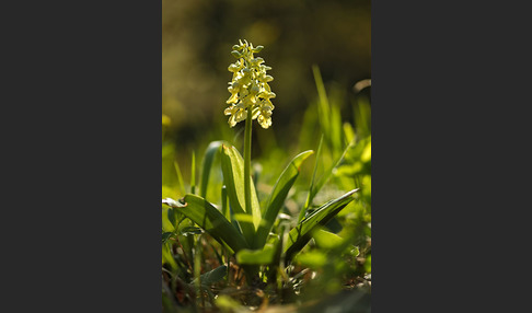 Blasses Knabenkraut (Orchis pallens)