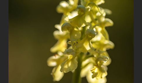 Blasses Knabenkraut (Orchis pallens)