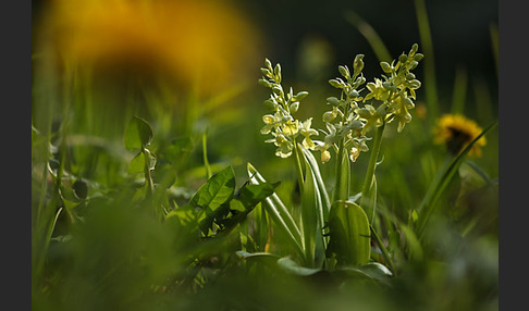 Blasses Knabenkraut (Orchis pallens)