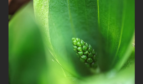 Großes Zweiblatt (Listera ovata)