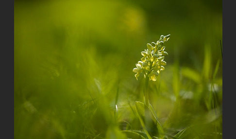 Blasses Knabenkraut (Orchis pallens)