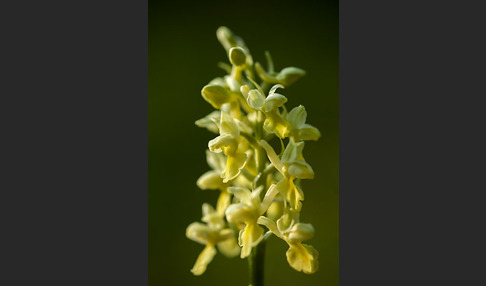 Blasses Knabenkraut (Orchis pallens)