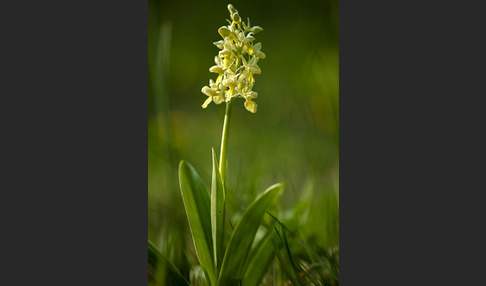 Blasses Knabenkraut (Orchis pallens)