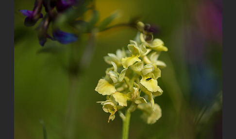 Blasses Knabenkraut (Orchis pallens)