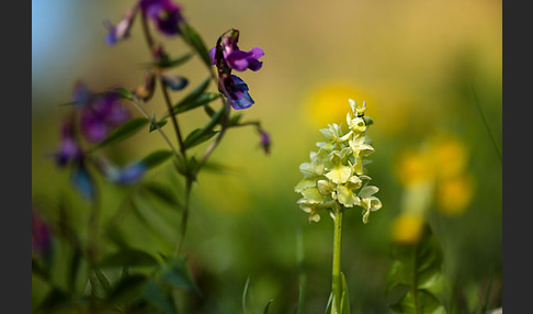 Blasses Knabenkraut (Orchis pallens)