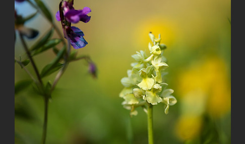 Blasses Knabenkraut (Orchis pallens)