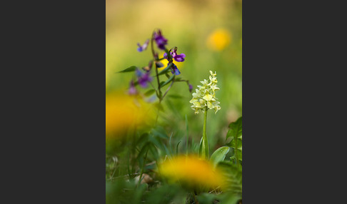 Blasses Knabenkraut (Orchis pallens)