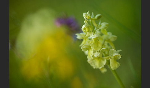 Blasses Knabenkraut (Orchis pallens)