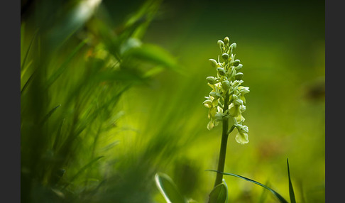 Blasses Knabenkraut (Orchis pallens)