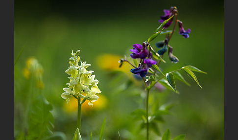 Blasses Knabenkraut (Orchis pallens)