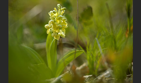 Blasses Knabenkraut (Orchis pallens)