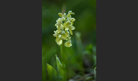 Blasses Knabenkraut (Orchis pallens)