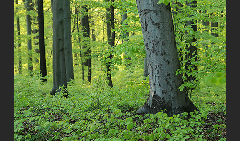 Thüringen (Thuringia)