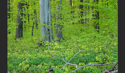 Thüringen (Thuringia)