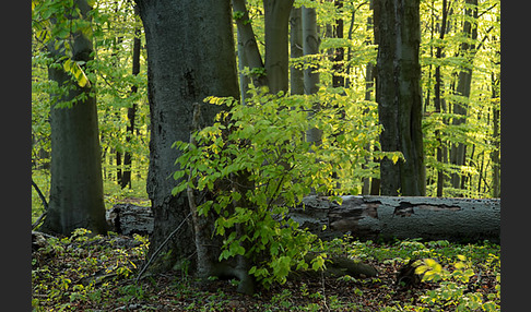 Thüringen (Thuringia)