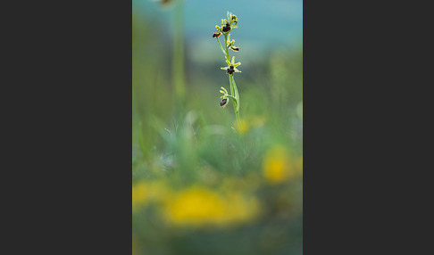 Spinnen-Ragwurz (Ophrys sphegodes)