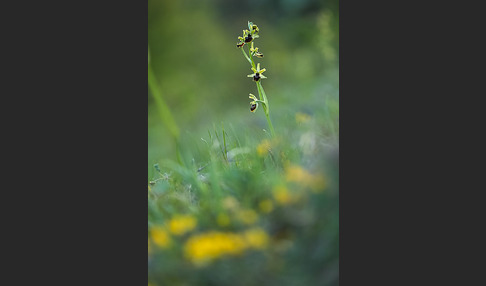 Spinnen-Ragwurz (Ophrys sphegodes)