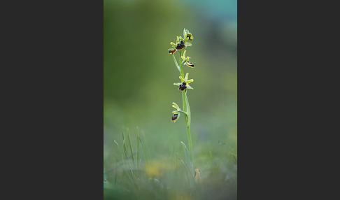 Spinnen-Ragwurz (Ophrys sphegodes)