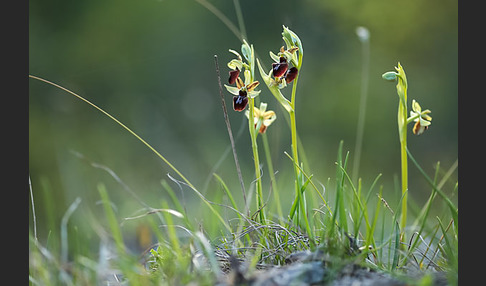 Spinnen-Ragwurz (Ophrys sphegodes)