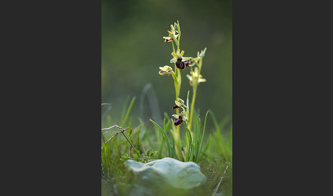 Spinnen-Ragwurz (Ophrys sphegodes)