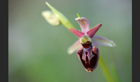 Spinnen-Ragwurz x Hummel-Ragwurz (Ophrys sphegodes x Ophrys holoserica)