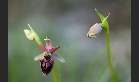 Spinnen-Ragwurz x Hummel-Ragwurz (Ophrys sphegodes x Ophrys holoserica)