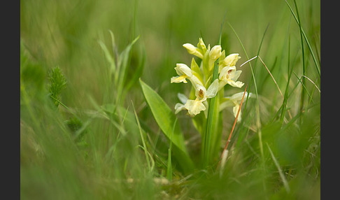 Holunder-Knabenkraut (Dactylorhiza sambucina)