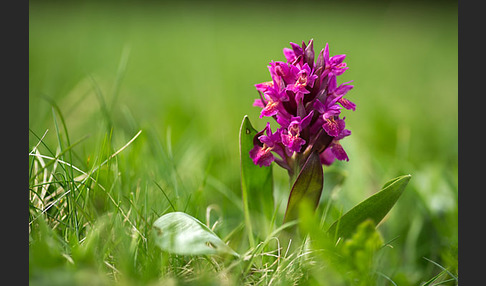 Holunder-Knabenkraut (Dactylorhiza sambucina)