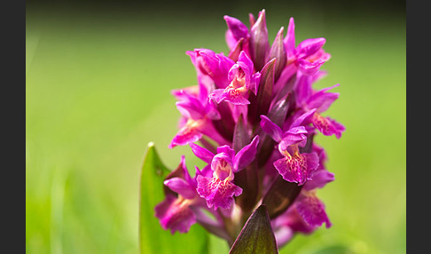 Holunder-Knabenkraut (Dactylorhiza sambucina)