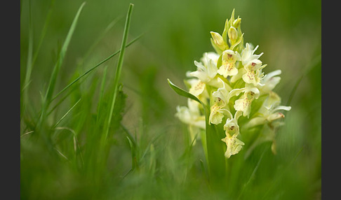 Holunder-Knabenkraut (Dactylorhiza sambucina)