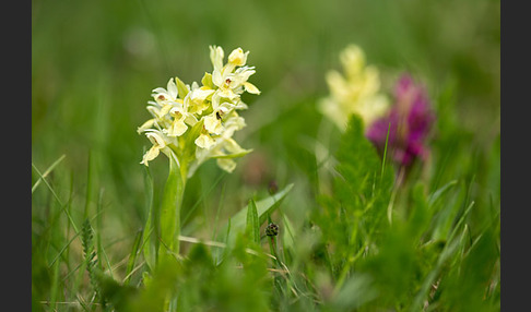 Holunder-Knabenkraut (Dactylorhiza sambucina)