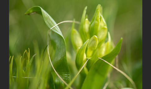 Holunder-Knabenkraut (Dactylorhiza sambucina)