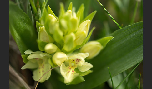 Holunder-Knabenkraut (Dactylorhiza sambucina)