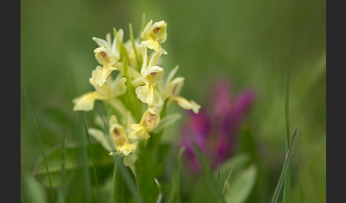 Holunder-Knabenkraut (Dactylorhiza sambucina)