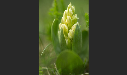 Holunder-Knabenkraut (Dactylorhiza sambucina)