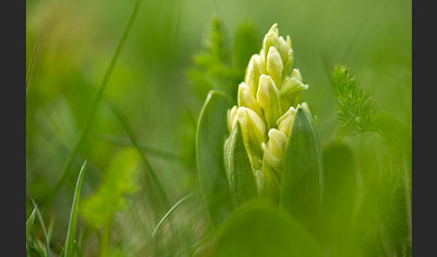 Holunder-Knabenkraut (Dactylorhiza sambucina)